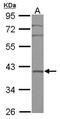Biogenesis Of Ribosomes BRX1 antibody, GTX116225, GeneTex, Western Blot image 