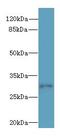 Synaptoporin antibody, LS-C376732, Lifespan Biosciences, Western Blot image 