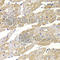 Fission, Mitochondrial 1 antibody, A5821, ABclonal Technology, Immunohistochemistry paraffin image 
