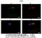 Protein kintoun antibody, A11772, Boster Biological Technology, Immunohistochemistry paraffin image 