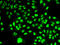 Nicotinamide Phosphoribosyltransferase antibody, LS-C330875, Lifespan Biosciences, Immunofluorescence image 