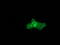 Protein Kinase C Epsilon antibody, TA502368, Origene, Immunofluorescence image 