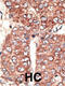 LDL Receptor Related Protein 2 antibody, 62-144, ProSci, Immunohistochemistry paraffin image 