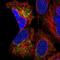 Mitochondrial Ribosomal Protein S9 antibody, NBP2-30429, Novus Biologicals, Immunofluorescence image 