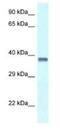 Purine Rich Element Binding Protein A antibody, NBP1-82400, Novus Biologicals, Western Blot image 