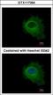 Purine Nucleoside Phosphorylase antibody, GTX117364, GeneTex, Immunofluorescence image 