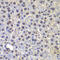 Far Upstream Element Binding Protein 3 antibody, 23-302, ProSci, Immunohistochemistry frozen image 