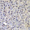 Far upstream element-binding protein 3 antibody, 23-302, ProSci, Immunohistochemistry frozen image 