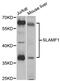 Signaling Lymphocytic Activation Molecule Family Member 1 antibody, MBS127743, MyBioSource, Western Blot image 