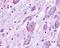 G Protein-Coupled Receptor Class C Group 6 Member A antibody, NLS2581, Novus Biologicals, Immunohistochemistry paraffin image 