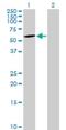 Cerebral Endothelial Cell Adhesion Molecule antibody, H00051148-B01P, Novus Biologicals, Western Blot image 