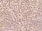 Testis Expressed 9 antibody, 205746-T10, Sino Biological, Immunohistochemistry frozen image 