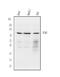 Toll Like Receptor 3 antibody, A00197, Boster Biological Technology, Western Blot image 