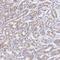 Zinc Finger Protein 526 antibody, NBP2-32007, Novus Biologicals, Immunohistochemistry frozen image 