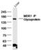 ATP Binding Cassette Subfamily B Member 1 antibody, orb11034, Biorbyt, Western Blot image 