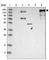 Ankyrin-2 antibody, HPA008007, Atlas Antibodies, Western Blot image 