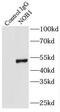 NIN1 (RPN12) Binding Protein 1 Homolog antibody, FNab05777, FineTest, Immunoprecipitation image 