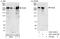 FAS antibody, A301-323A, Bethyl Labs, Immunoprecipitation image 