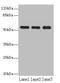 TBC1 Domain Family Member 22A antibody, orb357043, Biorbyt, Western Blot image 