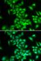 Huntingtin Interacting Protein 1 antibody, orb247678, Biorbyt, Immunofluorescence image 