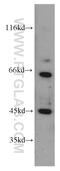 TSC22 Domain Family Member 4 antibody, 55017-1-AP, Proteintech Group, Western Blot image 