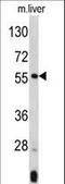 Angiopoietin-related protein 3 antibody, LS-C156335, Lifespan Biosciences, Western Blot image 