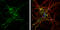 Growth Differentiation Factor 2 antibody, GTX108417, GeneTex, Immunofluorescence image 
