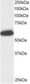 Nucleoporin 50 antibody, MBS420654, MyBioSource, Western Blot image 