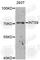 Integrator Complex Subunit 9 antibody, A4847, ABclonal Technology, Western Blot image 