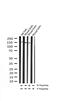 Neurotrophic Receptor Tyrosine Kinase 2 antibody, GTX00804, GeneTex, Western Blot image 