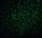 Baculoviral IAP Repeat Containing 5 antibody, A00379-1, Boster Biological Technology, Immunofluorescence image 