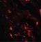 Interleukin 36 Beta antibody, PA5-38032, Invitrogen Antibodies, Immunofluorescence image 