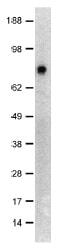 Kntc2 antibody, ab3613, Abcam, Western Blot image 