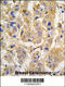 Mitochondrial Intermediate Peptidase antibody, 57-848, ProSci, Immunohistochemistry paraffin image 