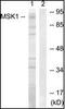 Ribosomal Protein S6 Kinase A5 antibody, orb95559, Biorbyt, Western Blot image 