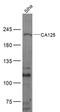 Mucin 16, Cell Surface Associated antibody, orb414535, Biorbyt, Western Blot image 