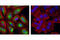 Keratin 7 antibody, 4898S, Cell Signaling Technology, Immunocytochemistry image 