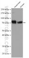 Adhesion Molecule With Ig Like Domain 1 antibody, 21874-1-AP, Proteintech Group, Western Blot image 