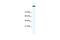 DNA Topoisomerase II Alpha antibody, PA5-46814, Invitrogen Antibodies, Western Blot image 