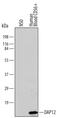 TYRO Protein Tyrosine Kinase Binding Protein antibody, MAB5240, R&D Systems, Western Blot image 