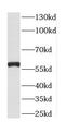Cathepsin F antibody, FNab01307, FineTest, Western Blot image 
