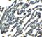 Protein spinster homolog 1 antibody, 7651, ProSci, Immunohistochemistry frozen image 