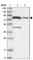 Solute Carrier Family 6 Member 12 antibody, HPA034973, Atlas Antibodies, Western Blot image 