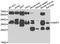 H2A Histone Family Member Y antibody, STJ29125, St John