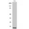 Cyclin Dependent Kinase 2 Associated Protein 1 antibody, LS-C383176, Lifespan Biosciences, Western Blot image 