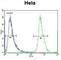 Nucleoporin 35 antibody, abx027067, Abbexa, Western Blot image 