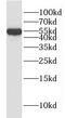 Hyaluronidase 3 antibody, FNab04089, FineTest, Western Blot image 