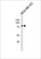 TRAF3 Interacting Protein 3 antibody, 59-133, ProSci, Western Blot image 