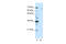 Mammalian branch point-binding protein antibody, 29-533, ProSci, Western Blot image 