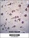 Fukutin antibody, 56-645, ProSci, Immunohistochemistry frozen image 